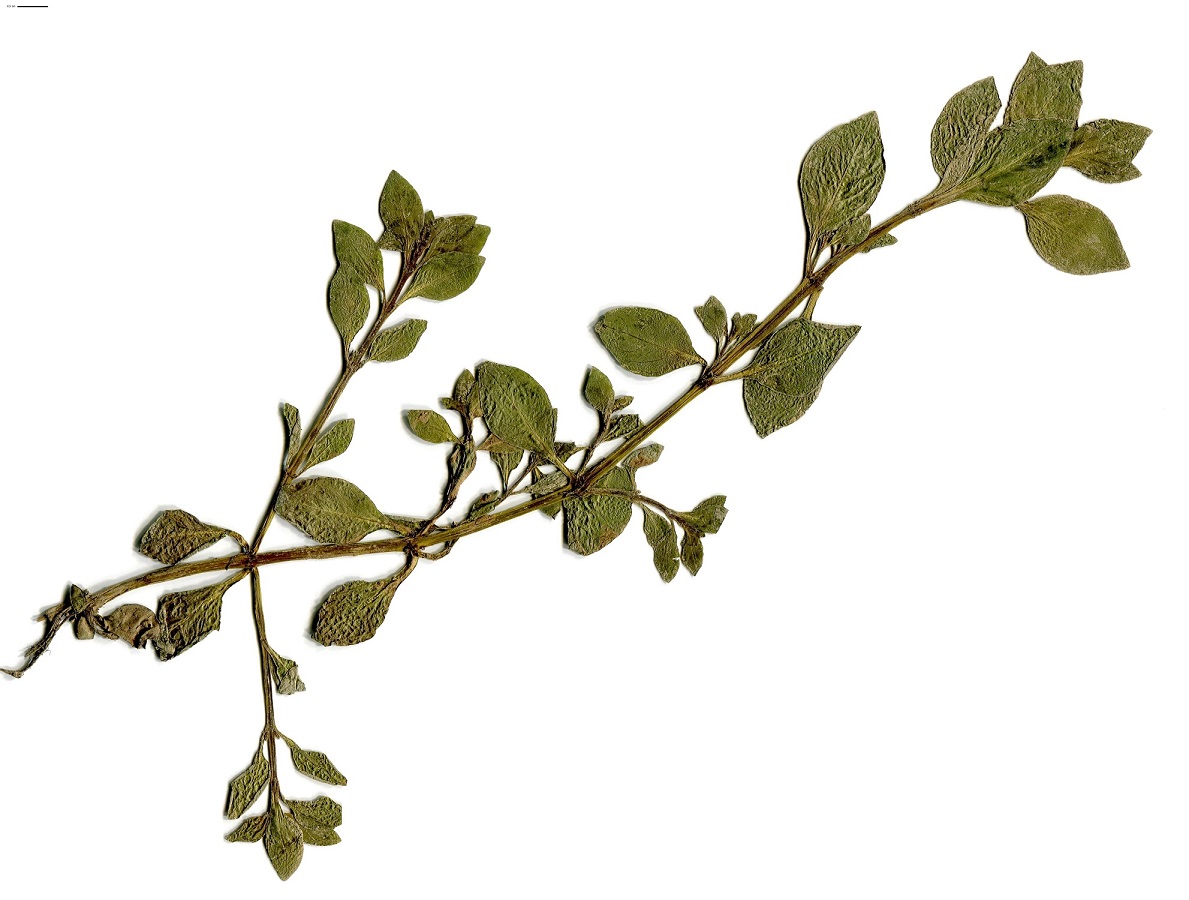 Ludwigia palustris (Onagraceae)